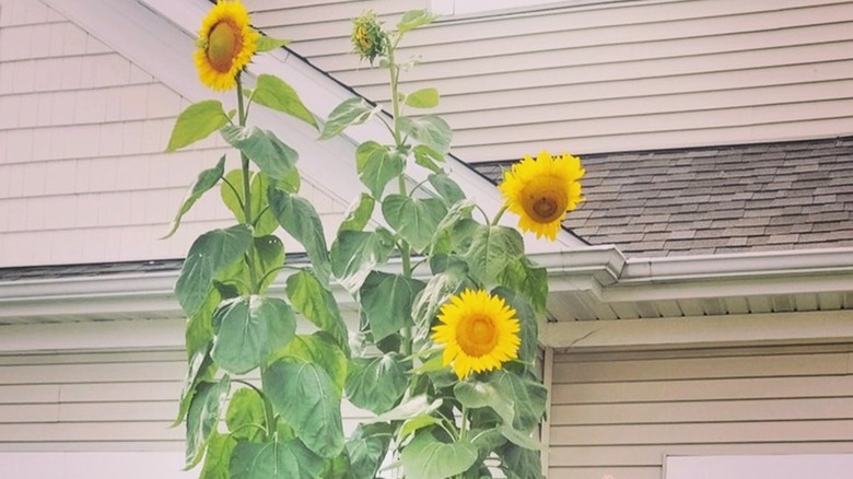 'Skyscraper' sunflower touching the roofs of a house