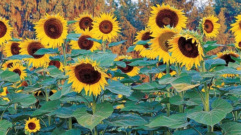 Sunforest Mix sunflowers in bloom