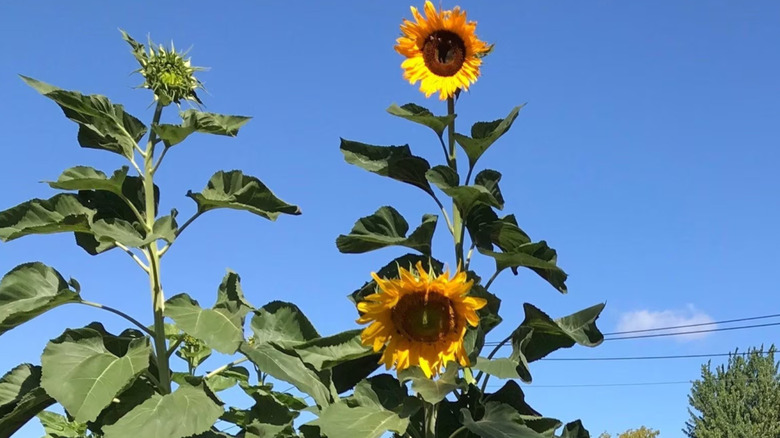 'Sunzilla' sunflower growing in yard