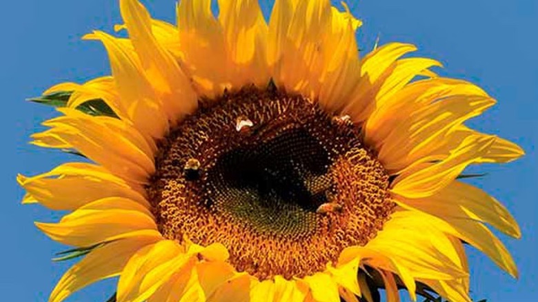 A large 'Tarahumara' sunflower in bloom