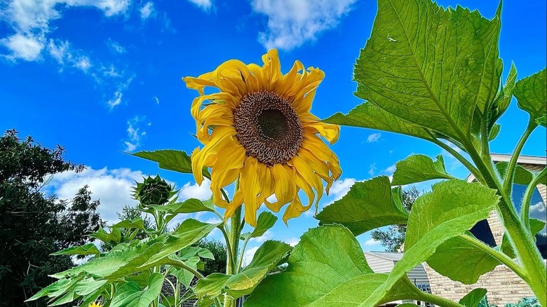 'Titan' sunflower with their giant leaves