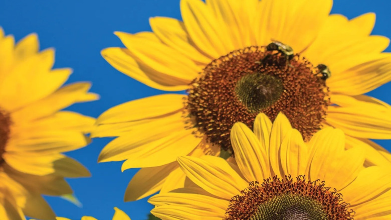 Bees on 'Treasure Mountain' sunflowers