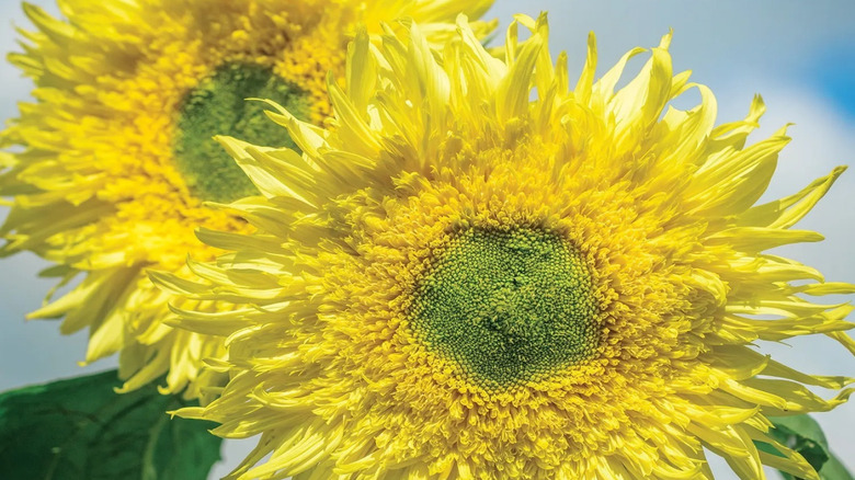 Lemon-yellow 'Zeus' sunflowers blooming under sunlight