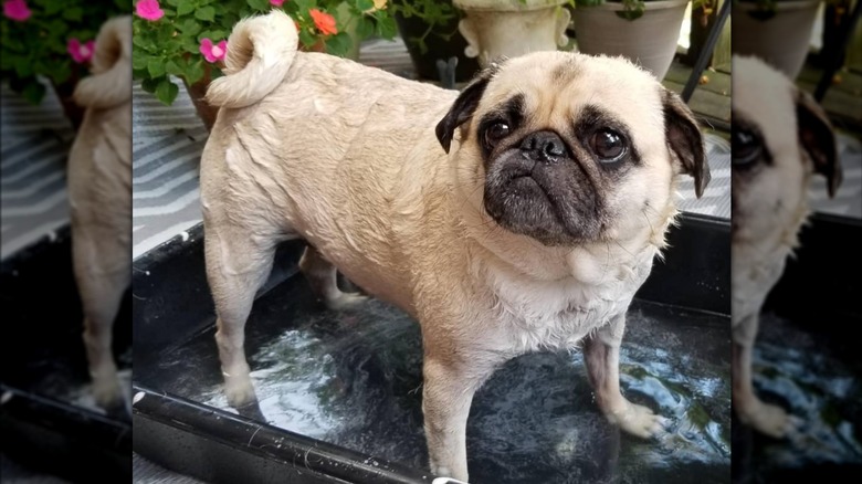 A dog being washed in a black drip container.