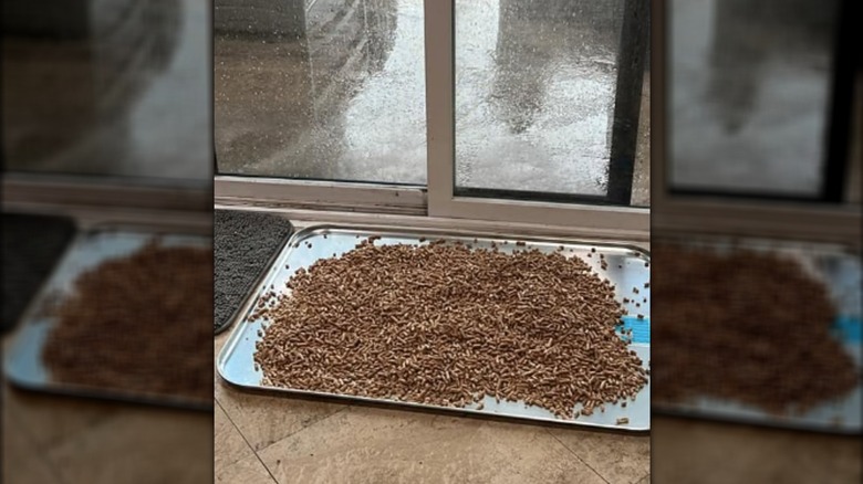 Potty training pellets on a metal oil drip tray.