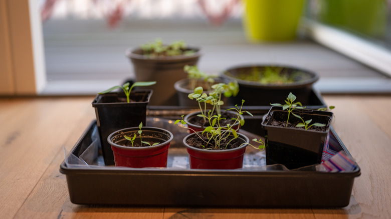 Multiple plants on two black drip trays.