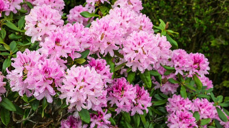 Pink rhododendrons growing in clusters in a garden