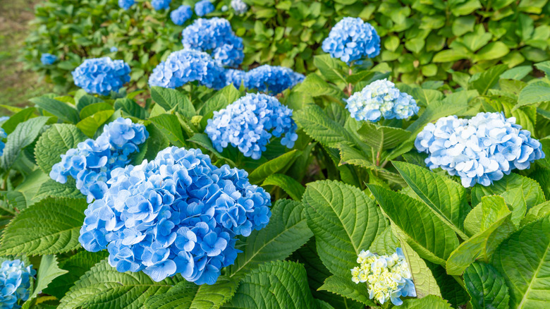 Blue flowers of bigleaf hydrangeas in bloom