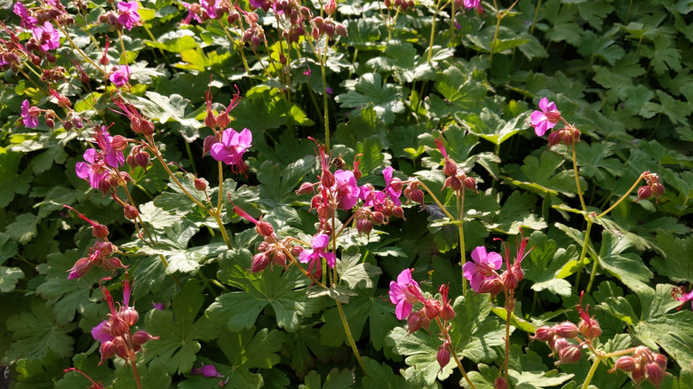 Pink flowers of bigroot geranium in bloom