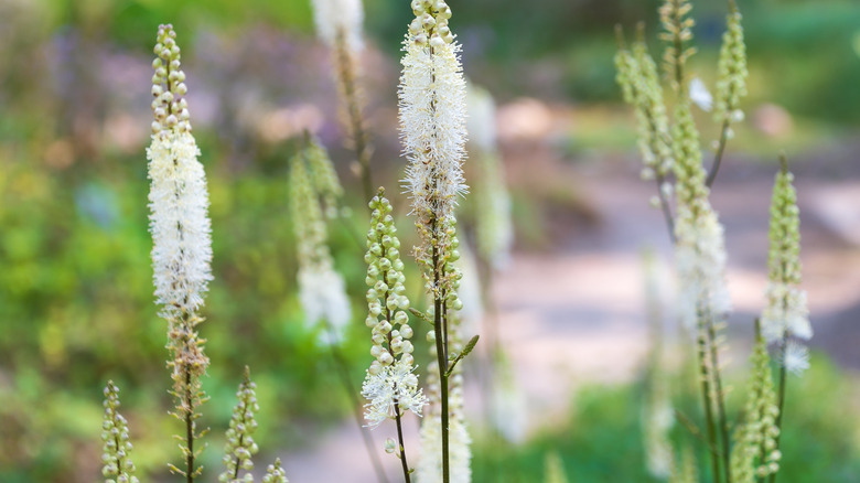 White flowers of black cohosh in bloom