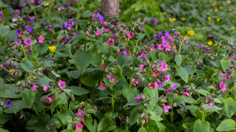 Pinkish violet flowers of blue lungwort