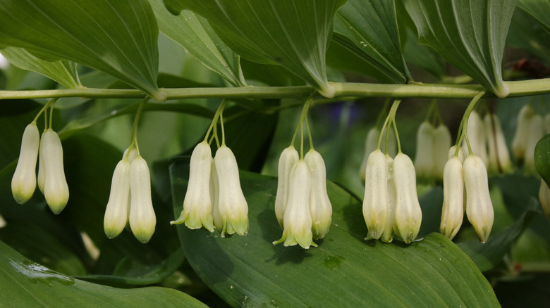 Hanging white flowers of common Solomon's seal