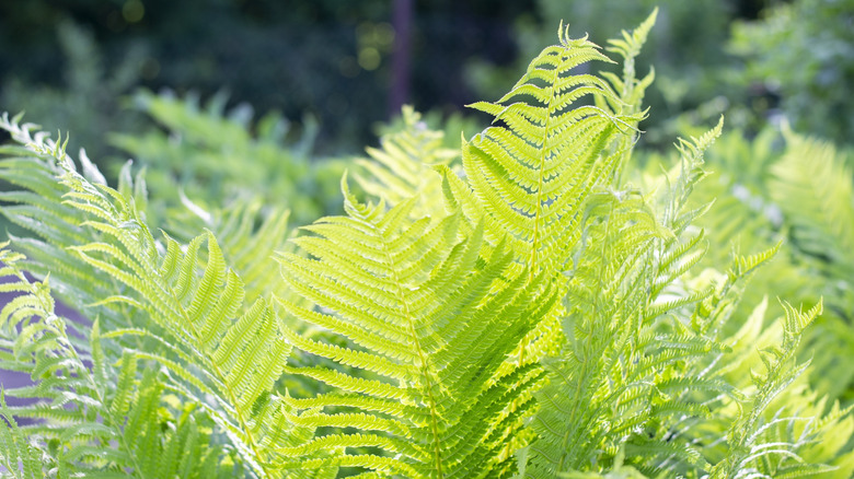 A fern plant basking in the sun's rays