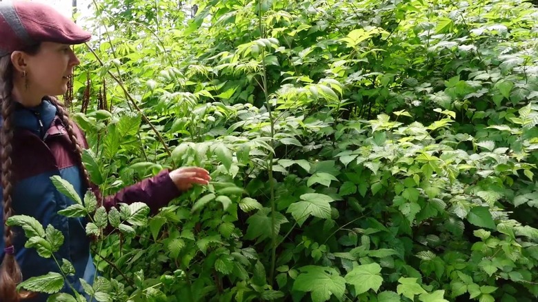 Woman standing in front of goatsbeard