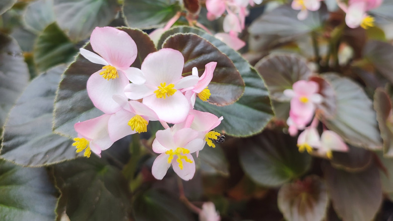 Pinkish-white flowers of hardy begonia in bloom