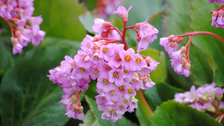 Small pink flowers of heartleaf bergenia
