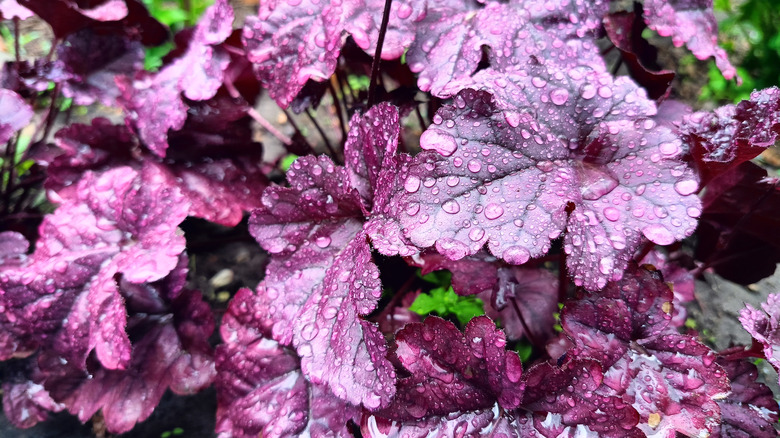 Purple leaves of heuchera growing in a garden