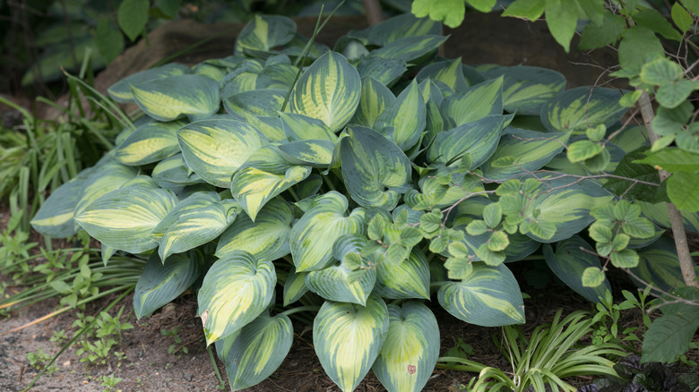 Large green leaves of hostas growing in a garden