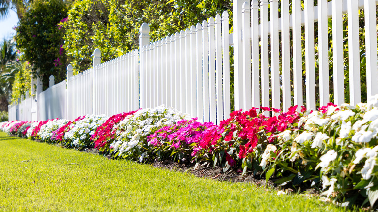 Different colored impatiens flowers planted against a white fence