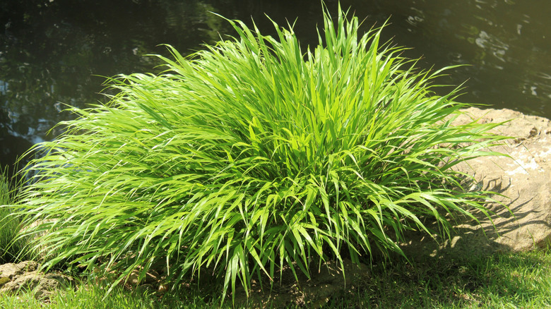 Japanese forest grass receiving sun in a garden