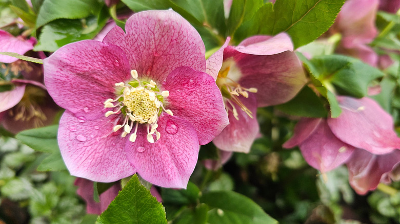 A pink lenten rose with dew drops on its petals