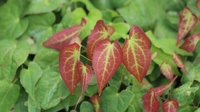 Hanging leaves of red barrenwort