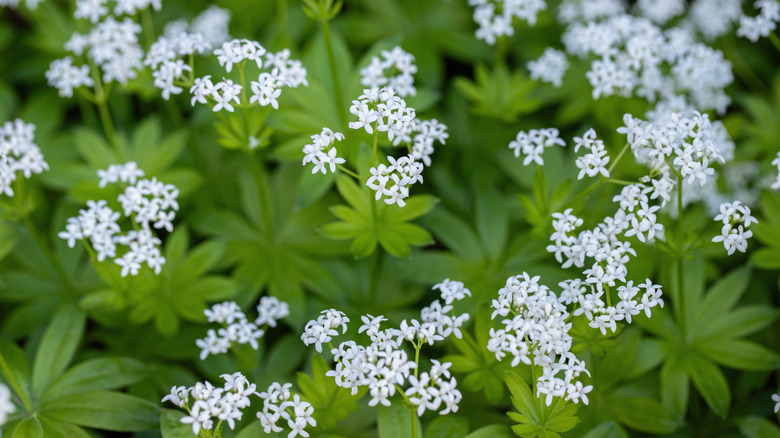 Small blooming white flowers of sweet woodruff
