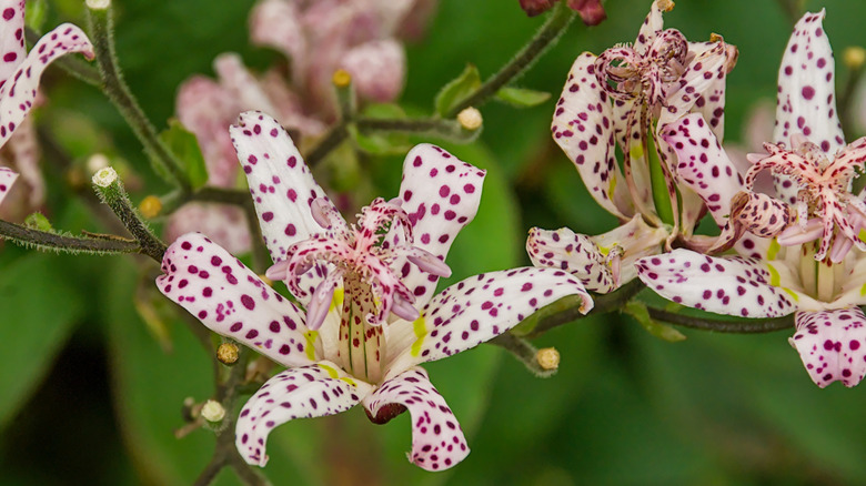 Pink-spotted white flowers of toad lily