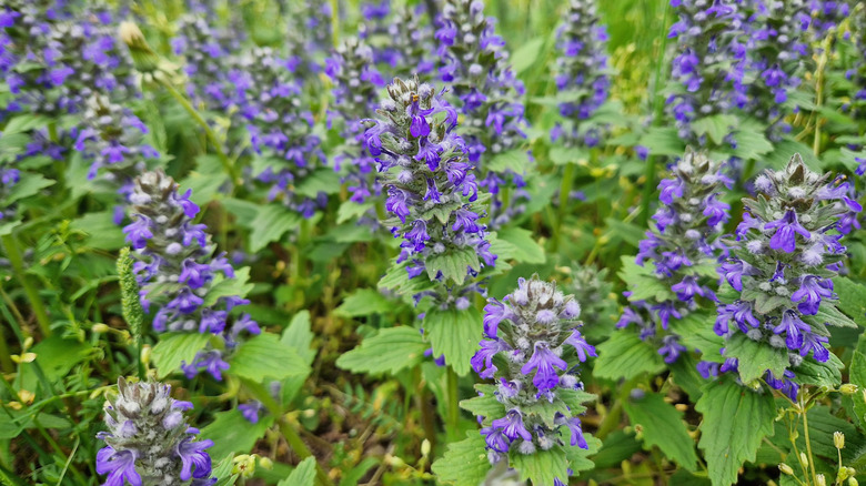 The upright purple flowers of Ajuga genevensis