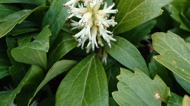 Closeup of Pachysandra flower