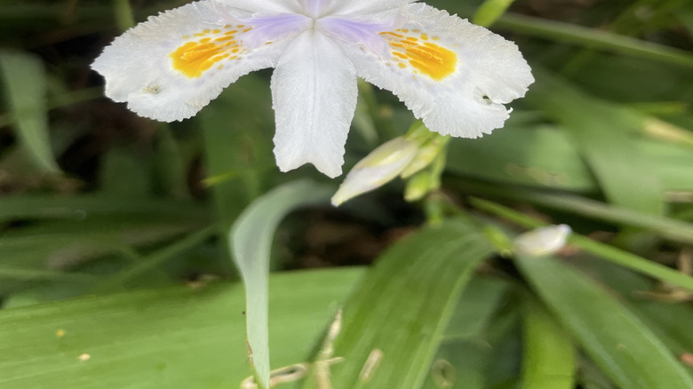 Closeup of an Iris confusa bloom