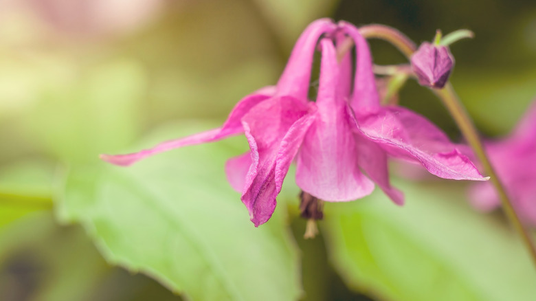 Closeup of an epimedium flower