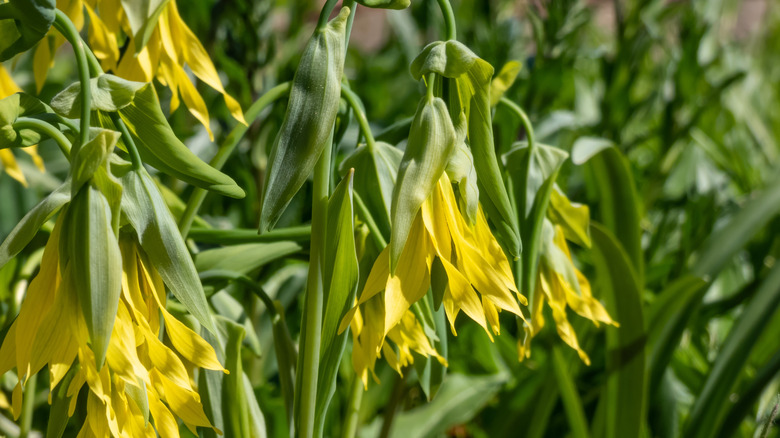 Closeup of bellwort in bloom