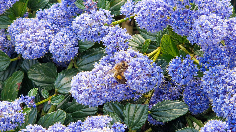 A bee pollinating Ceanothus