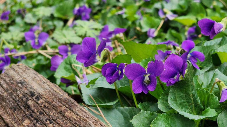 Common blue violet in bloom