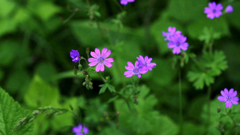 Purple mountain cranesbill