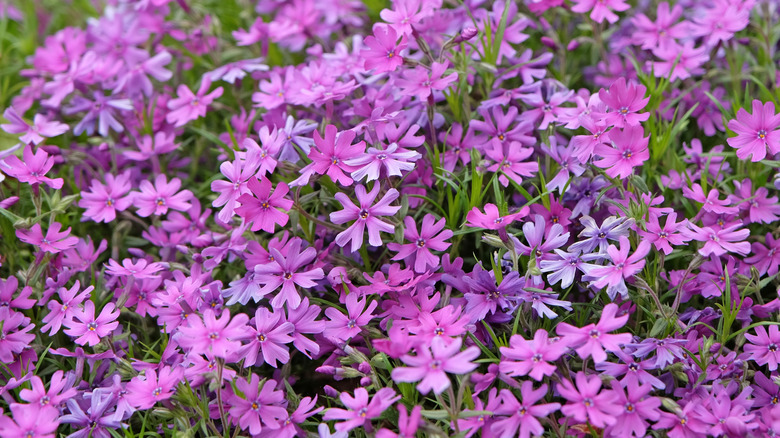 Creeping phlox in bloom