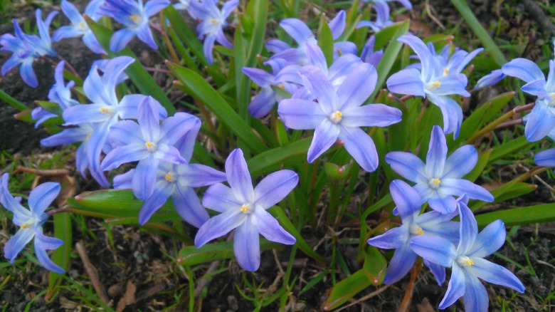 Glory of the snow in bloom