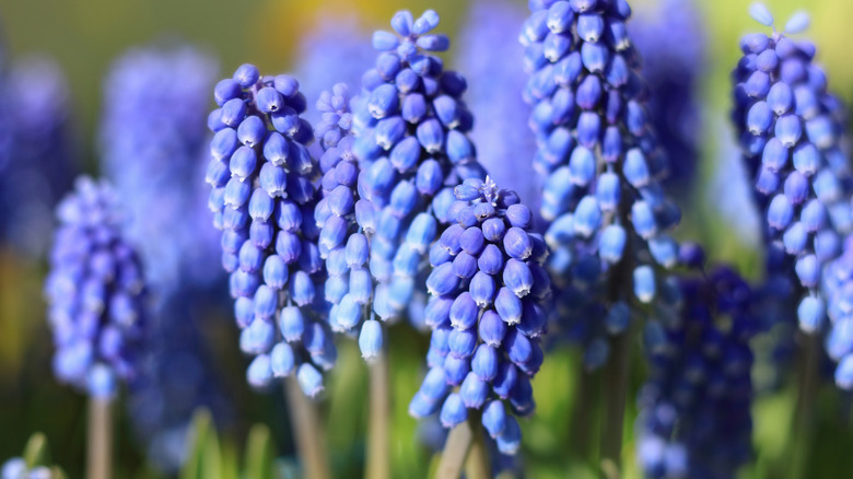 Closeup of grape hyacinth
