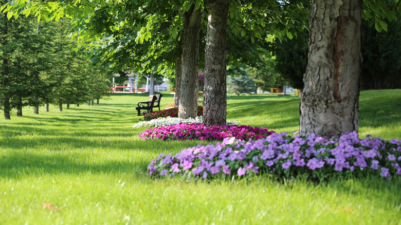 Colorful flowers growing under trees