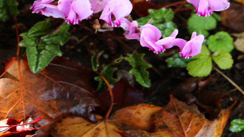 A closeup of ivy-leaved cyclamen, aka Cyclamen hederifolium