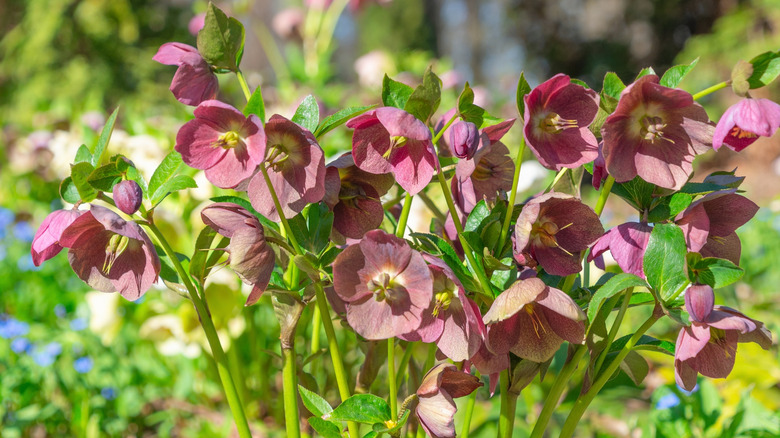 A bunch of antique pink lenten roses