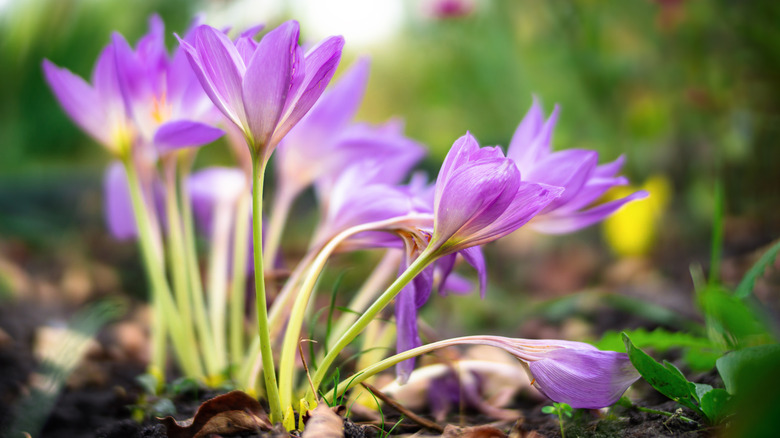 Colchicum autumnale in bloom