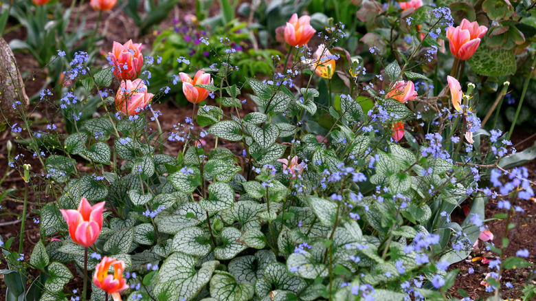 Brunnera macrophylla in bloom