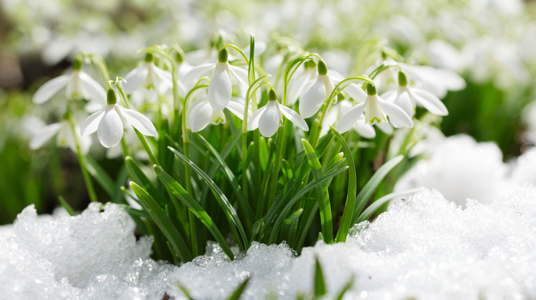 Snowdrop blooming in snow