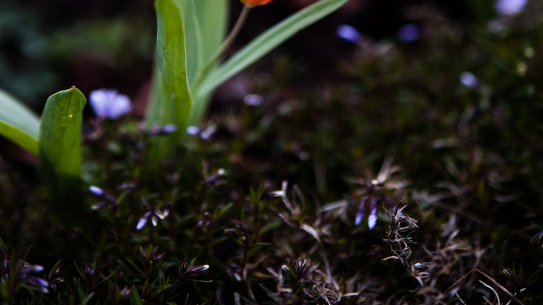 Closeup of a Sprenger tulip