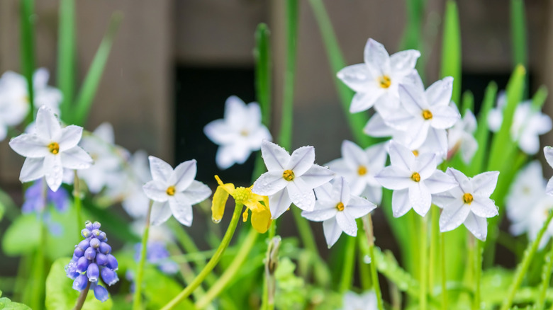 Spring starflower in bloom