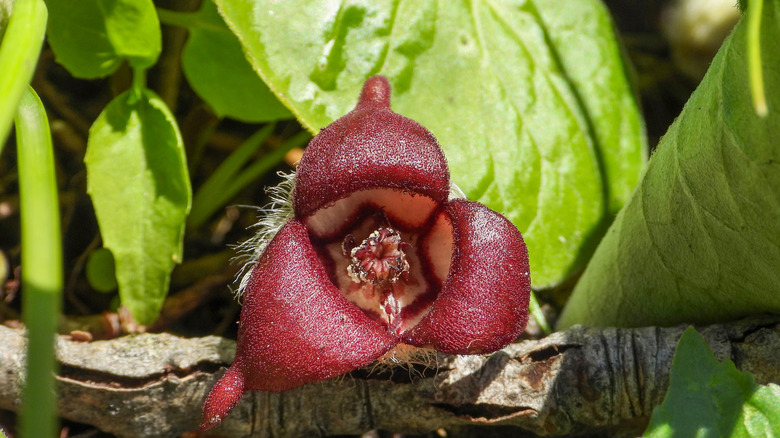 The unique native wild ginger flower