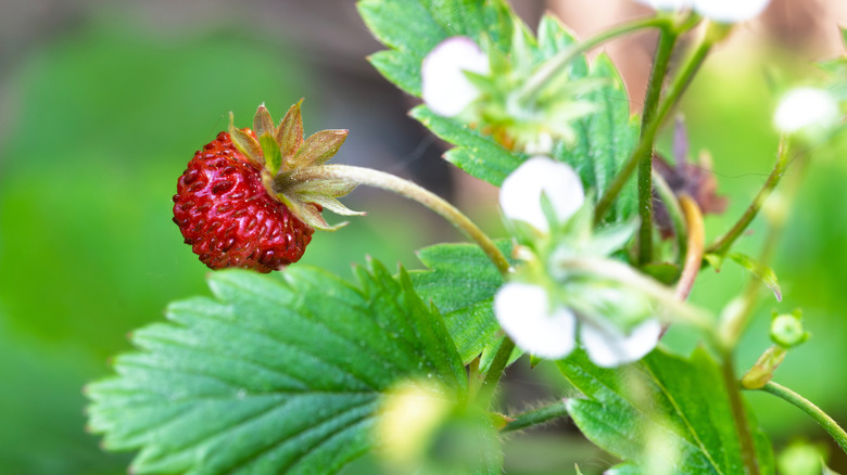 Wild strawberry and flowers