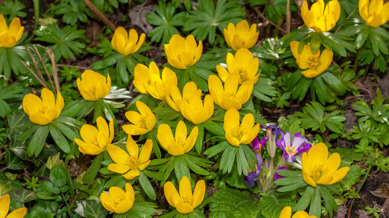 Winter aconite in a woodland setting